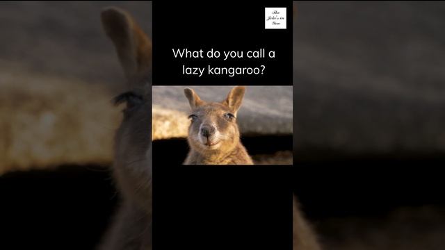 The Kangaroo Joke that Will Have You Rolling #jokesinyou смотреть онлайн
