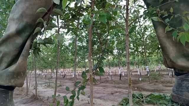 Типичные ошибки НАЧИНАЮЩИХ окулировщиков и подвязчиков смотреть онлайн