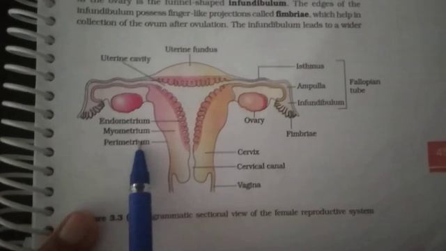 Human Reproduction (Female reproductive system)