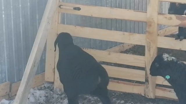 Гиссарские ягнята 2 мес 2021 год(видео из архива) смотреть онлайн