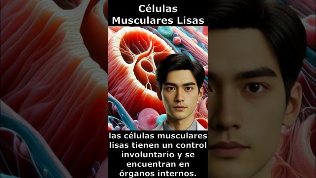 🔬 Células Musculares Lisas🔬 смотреть онлайн