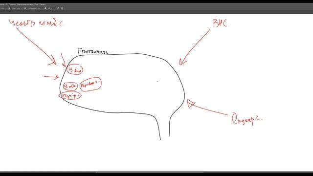 Лекція: "Вегетативна (автономна) нервова система. Частина 1" смотреть онлайн