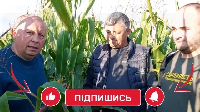 Важливо! Кукурудза. Незначні вкладення - шалені прибутки. смотреть онлайн