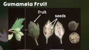 Pollination and Double Fertilization | Biology