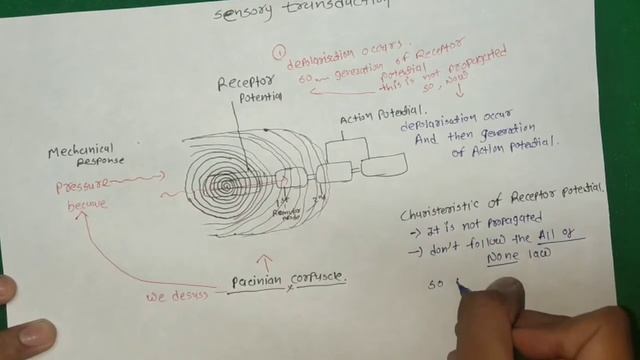 Sensory transduction | Receptor potential