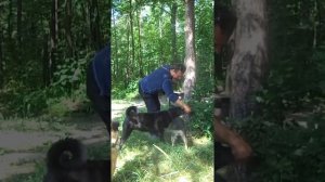 Дрессировка маленькой собачки, собака Баги, продолжаем работать