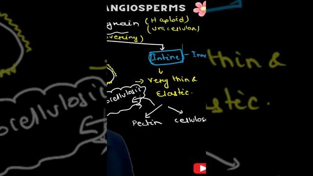 Intine- Pectocellulosic смотреть онлайн