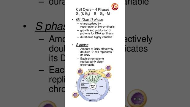 what is cell cycle part 2