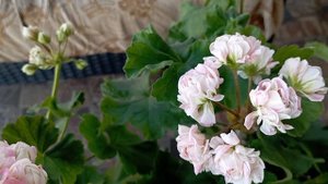 Пеларгонии, цветы. ЮВ 4.21 и Denise немного красоты вечером!!