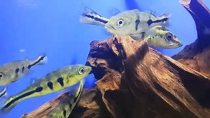 Цихла Монокулус (Cichla monoculus)