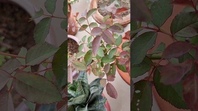 Two tips for maximum rose #roseplantcare  #gardening