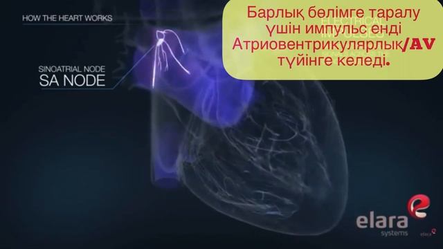 Жүрек | #Жүрек #қалай #жұмыс істейді? |