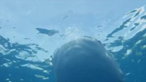 Китовая акула. Удивительные гиганты океана.