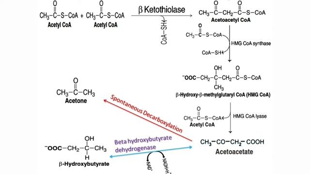 Ketogenesis : Definition, Examples of ketone bodies & classification,Site of synthesis & Pathway.