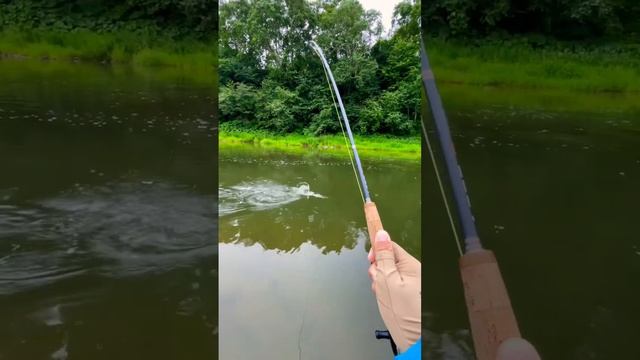 Бешенный лосось даёт бой #flyfishing #нахлыст #сахалин #salmon смотреть онлайн