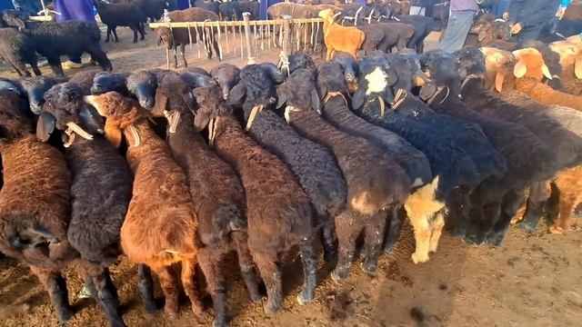 Карши Карвон мол бозори нархлари 5.05.2024 й