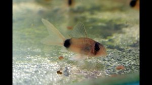 Коридорас панда вуалевый