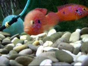 Цихлиды и сомы