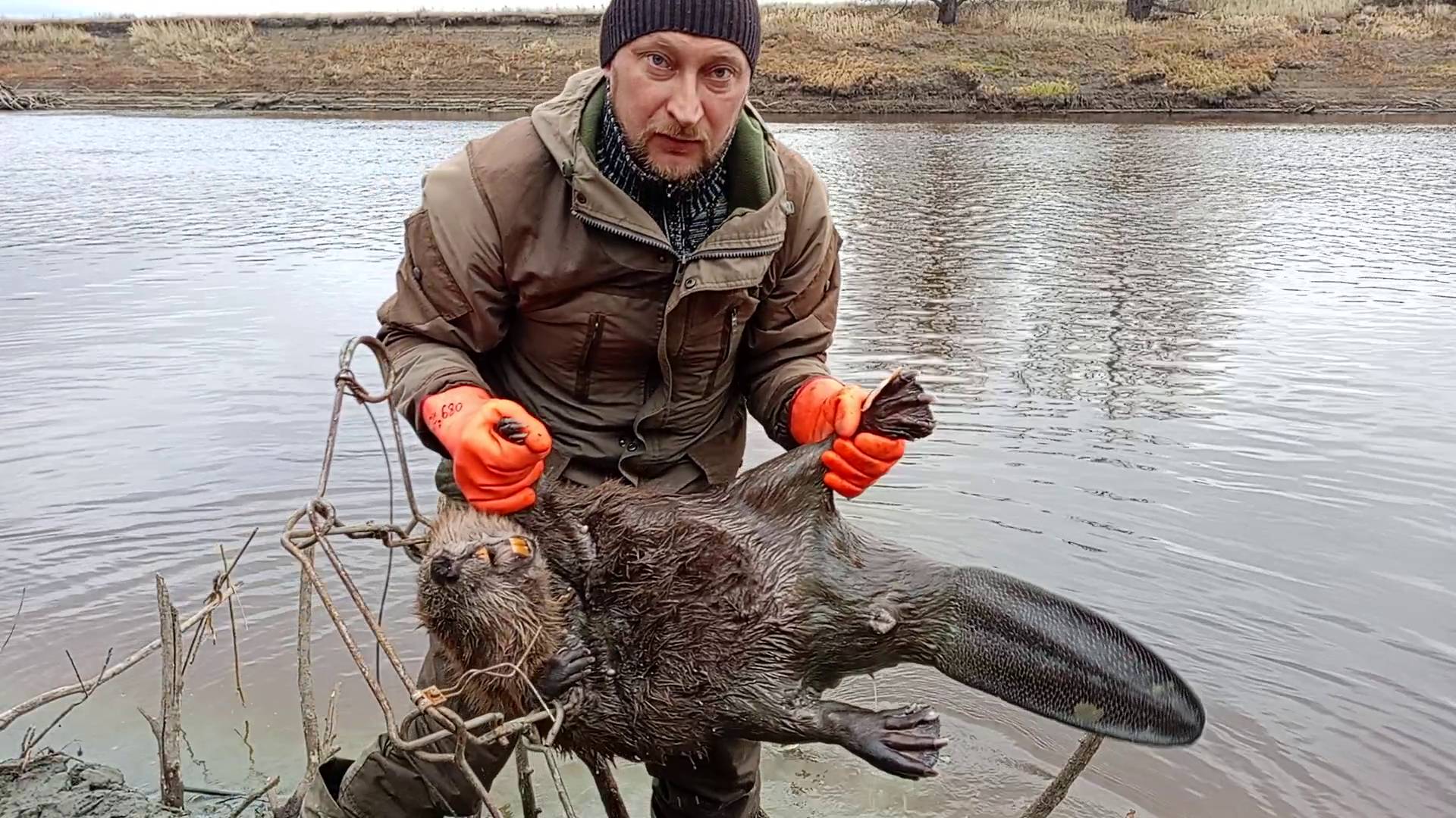 Трофейные бобрыЗакрытие сезона жидкой воды по бобруПриманка Инстинкт