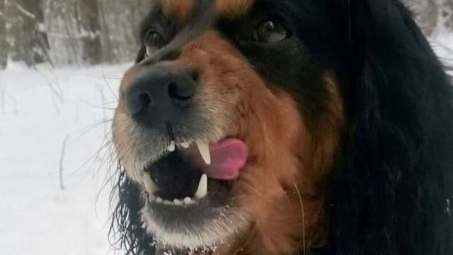 Костлявый пёс лежал около трассы. Из-за снега, он очень дрожал смотреть онлайн