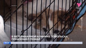 В ветеринарной клинике Тобольска произошел пожар