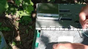 @Новинка. Ультра ранній виноград ФЛАМІЯ, мускат. Визрів 2.08.2024 р.