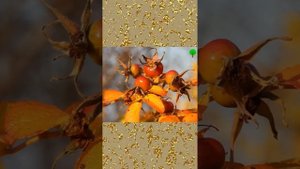 Секреты долголетия #4! Неумывакин Даже полстакана чистит сосуды, как щетка! Чистка сосудов