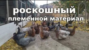 ВСЁ О РУАНСКИХ УТКАХ Описание породы, характеристики. Почему я в них влюбилась. Руанские Утки