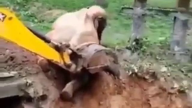 Экскаватор спасает слоненка, а слоненок потом благодарит экскаватор. смотреть онлайн