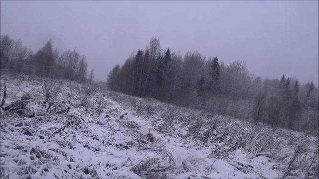 Охота на зайца с русскими гончими 15.11.24г. По белой тропе. Заполевали. смотреть онлайн