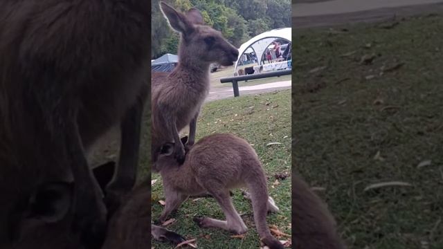 Funny Koalas and wild Kangaroos #koalas #kangaroos смотреть онлайн