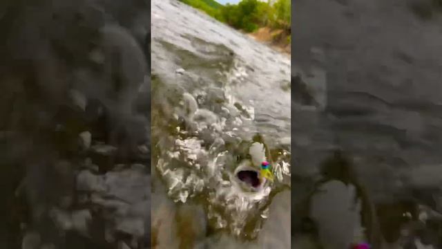 #flyfishing #humor #sakuramasu #cherrysalmon смотреть онлайн