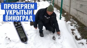 🍇🌡️Эффективность способов укрытия винограда - Хвоя или Агроволокно