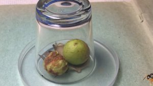 Как сделать чернила из дубовых галлов для перьевой ручки.