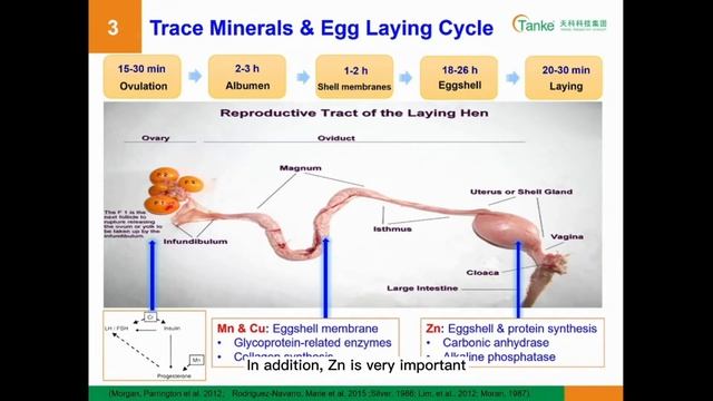 How to Improve Egg Quality with Organic Minerals смотреть онлайн