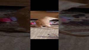 первая добыча