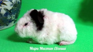ПОЛЕЗНЫЕ вкусняшки для #морской_свинки в ЗИМНЕЕ время года #американский_тедди #морские_свинки