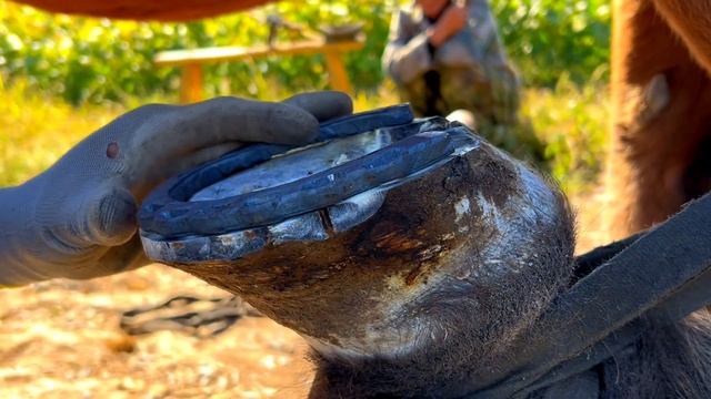 解壓盛宴！馬蹄長度20cm，又黑又臭影響行走！師傅用鐮刀削除淤泥角質，安裝馬蹄鐵！看著神療愈 смотреть онлайн