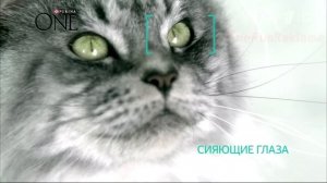 Реклама Корм Purina ONE | Пурина уан