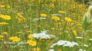 Кругом Цветет лето. Красивая Природа Беларуси. Summer is blooming all around. Beautiful nature