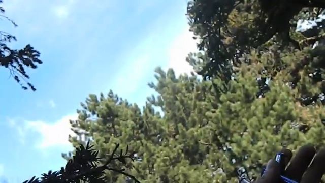 Top Branch of the Tree - Paris Guns смотреть онлайн