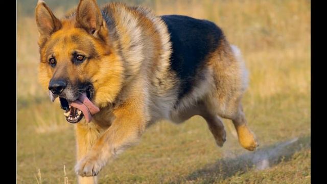 "ПРОЩАЙ ЗАСТАВА"-исп:Олег Бурлин. смотреть онлайн