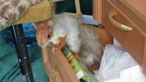 Домашняя Белка охраняет свои семечки