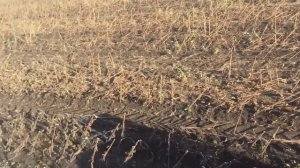Безрядковая жатка для подсолнуха от ростсельмаш