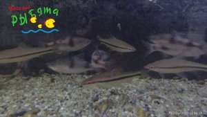 Барбусы Денисони и крестовые в РЫБятах