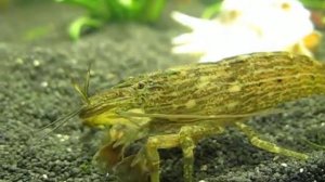 Атиопсис. Банановая креветка - фильтратор. Atyopsis moluccensis