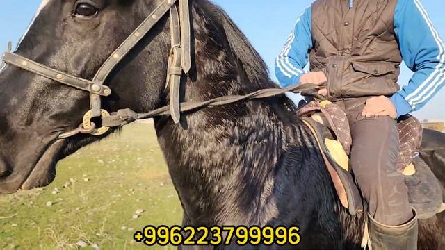 Үйлөнөм атымы САТАМ 👍жүрөк КАШКА смотреть онлайн