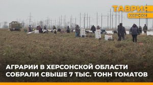 Аграрии в Херсонской области собрали свыше 7 тыс. тонн томатов