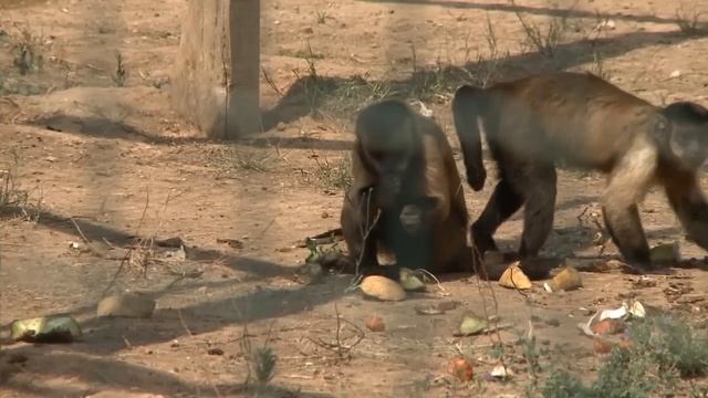 Articles , plural nouns - Grammar Genius A - Unit 2 смотреть онлайн