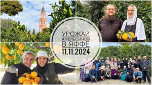 Апельсиновый сад на подворье св. Тавифы в Яффе. Сбор урожая 11.11.2024